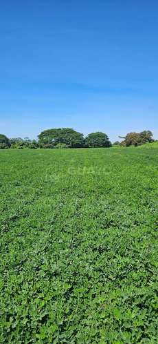 Finca en venta en Chinandega