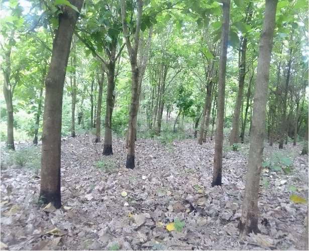 Finca en venta en Chinandega