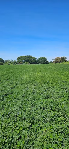 Finca en venta en Chinandega