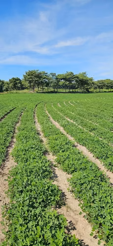 Finca en venta en Chinandega