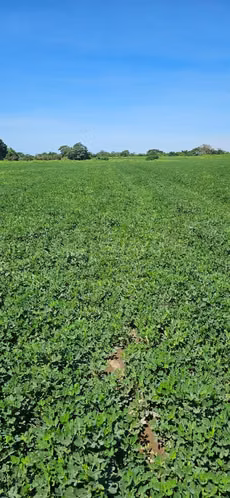 Finca en venta en Chinandega