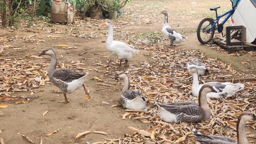Ganzos cisne