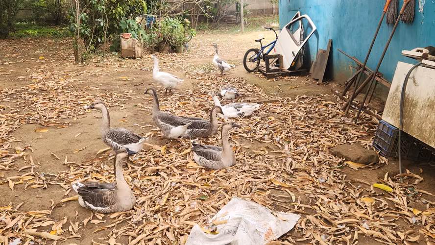 Ganzos cisne