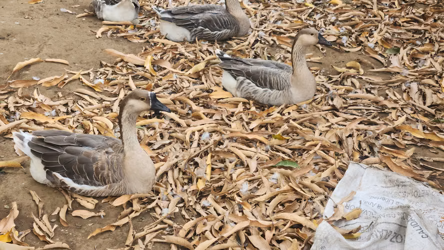 Ganzos cisne