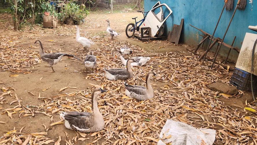 Ganzos cisne