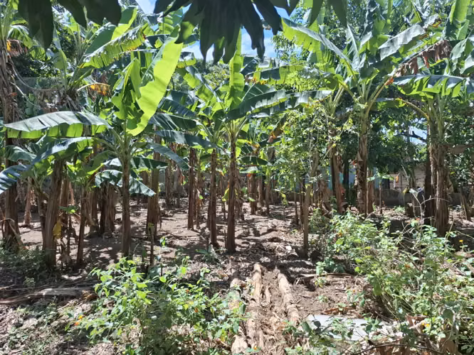 !! Venta, terreno de 10,000 Vrs2 en Ticuantepe !! - Imagen 5