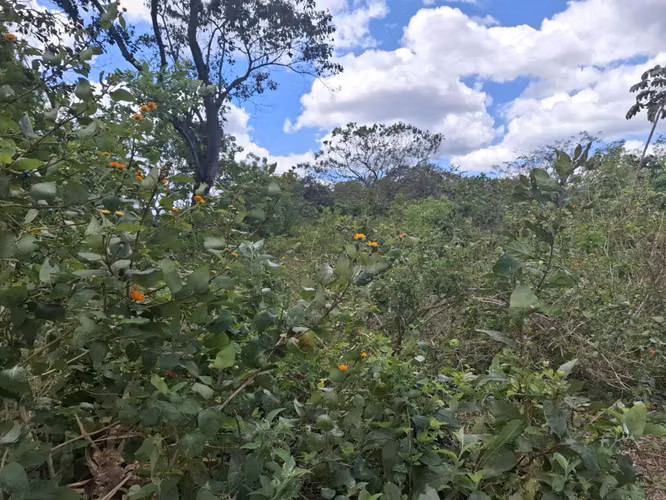 !! Venta, terreno de 10,000 Vrs2 en Ticuantepe !! - Imagen 4