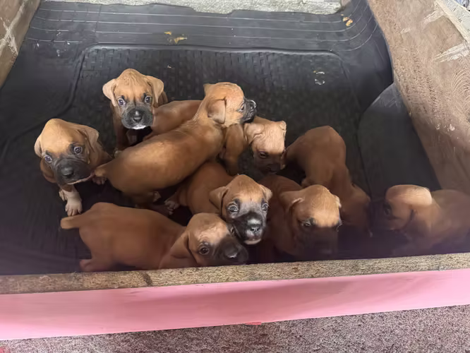 Vendo lindos perros boxer  - Imagen 3