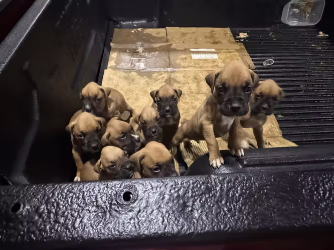 Vendo lindos perros boxer  - Imagen 4