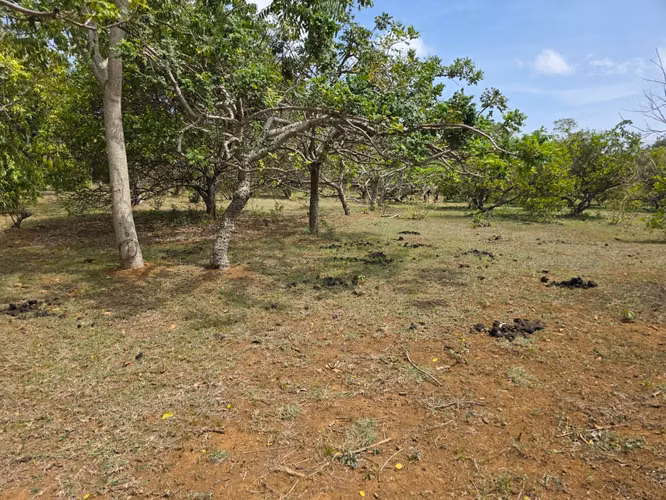 FH  | En Venta Terreno | Obeliscos de Santo Domingo - Imagen 6