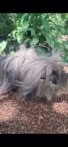 Cobayo silkie 