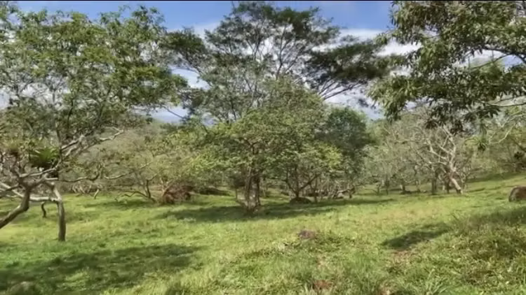 Se venden 4 terrenos en la Gateada, Chontales