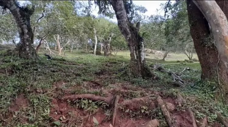 Se venden 4 terrenos en la Gateada, Chontales