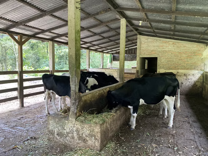 SE VENDE FINCA: 50 MANZANAS EN COMARCA ARANJUEZ, MATAGALPA