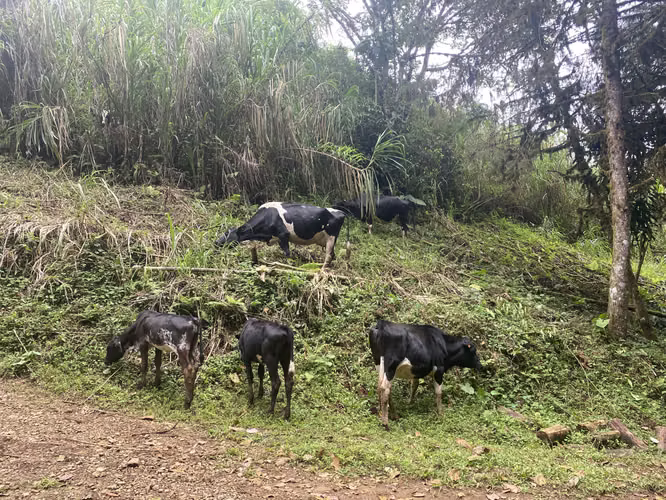 SE VENDE FINCA: 50 MANZANAS EN COMARCA ARANJUEZ, MATAGALPA