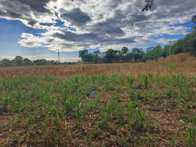 Se venden 2 manzanas y media de tierras en chichigalpa - sector san Cayetano, a 100 metros de la carretera panamericana.