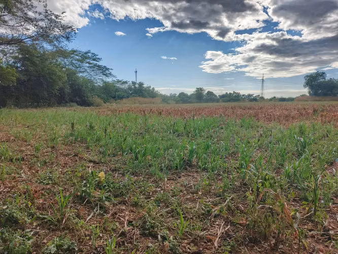 Se venden 2 manzanas y media de tierras en chichigalpa - sector san Cayetano, a 100 metros de la carretera panamericana. - Imagen 4