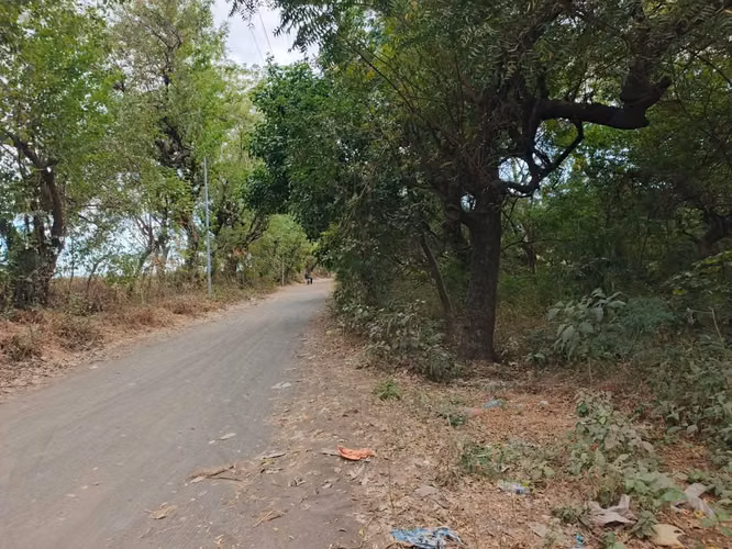 Se venden 2 manzanas y media de tierras en chichigalpa - sector san Cayetano, a 100 metros de la carretera panamericana. - Imagen 2
