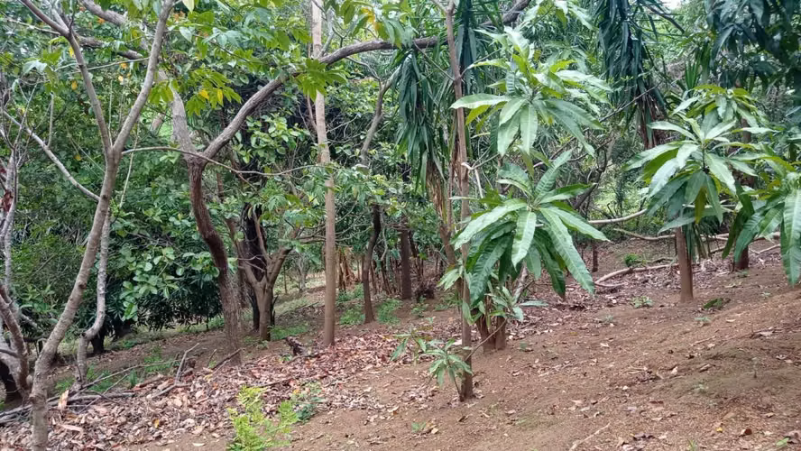 FH | Terreno en Venta | 1 Manzana  - Imagen 9