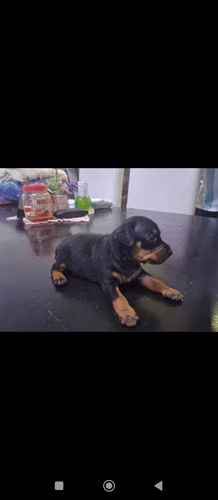 Doberman Pincher hembra - Imagen 4