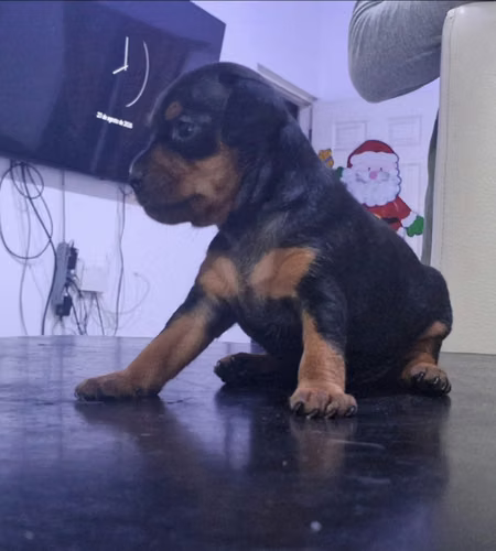 Doberman Pincher hembra - Imagen 2