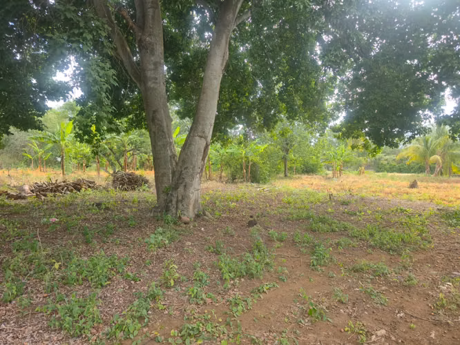 Se vende espectacular propiedad de 5 manzanas en Ticuantepe sobre calle Principal. CV - Imagen 6