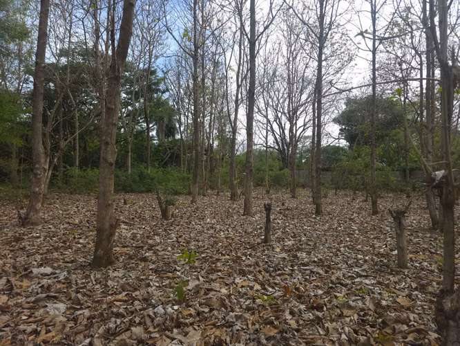 Se vende espectacular propiedad de 5 manzanas en Ticuantepe sobre calle Principal. CV - Imagen 17