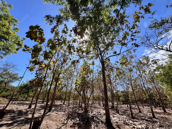 Teak Haven  New Home with Plantation Potential near Leon   Beaches - Imagen 4