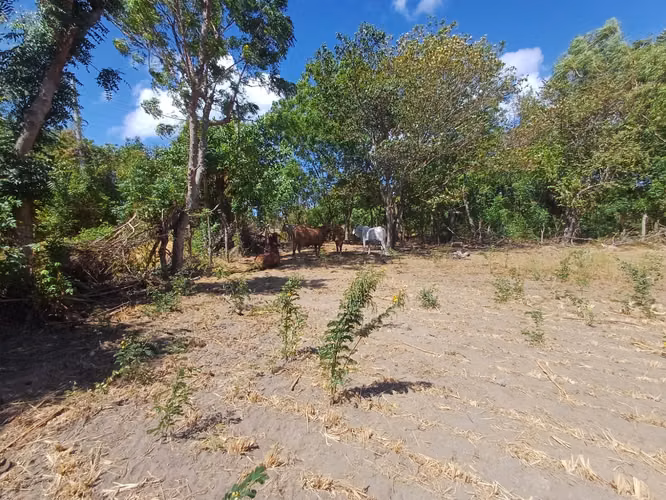 ¡Oportunidad en Ometepe! Amplio terreno con vista al Volcán Concepción  - Imagen 5