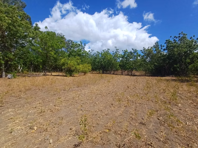 ¡Oportunidad en Ometepe! Amplio terreno con vista al Volcán Concepción  - Imagen 3
