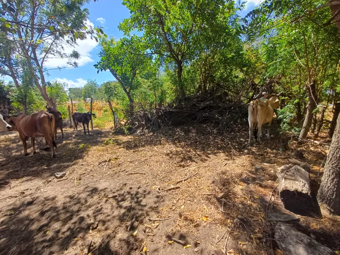 ¡Oportunidad en Ometepe! Amplio terreno con vista al Volcán Concepción  - Imagen 10