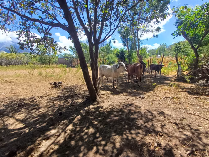 ¡Oportunidad en Ometepe! Amplio terreno con vista al Volcán Concepción  - Imagen 2
