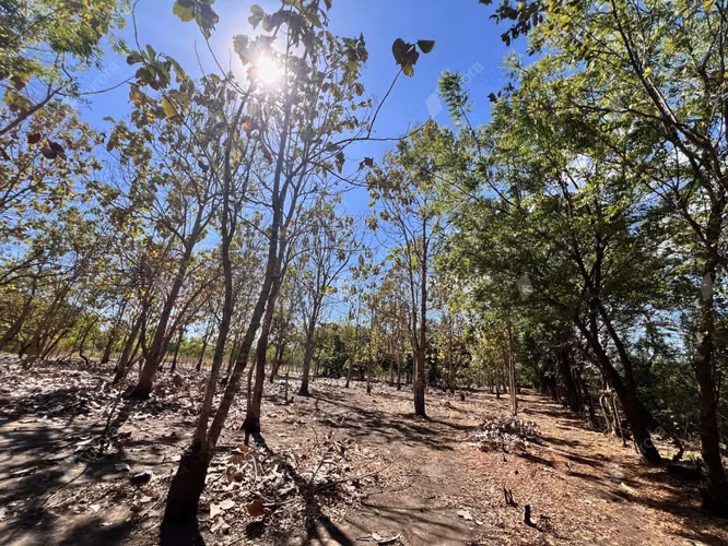 Teak Haven  New Home with Plantation Potential near Leon   Beaches - Imagen 3