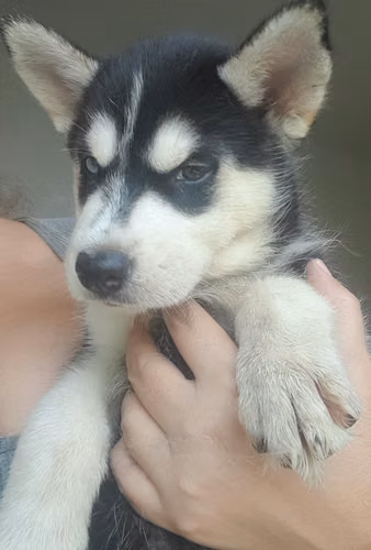 Encantadores huskies Siberianos - Imagen 1