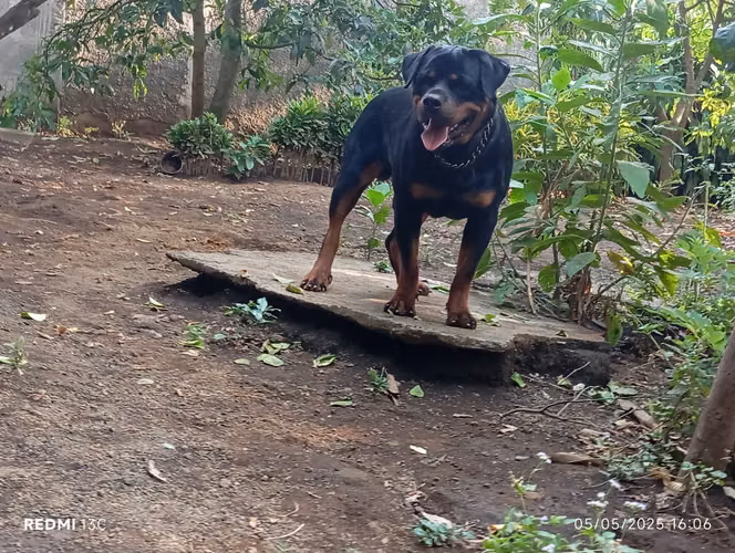 Cachorro Rottweiler 