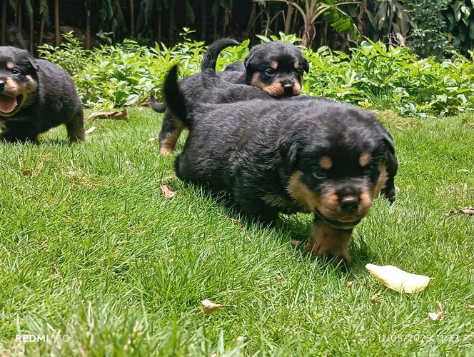 Cachorro Rottweiler
