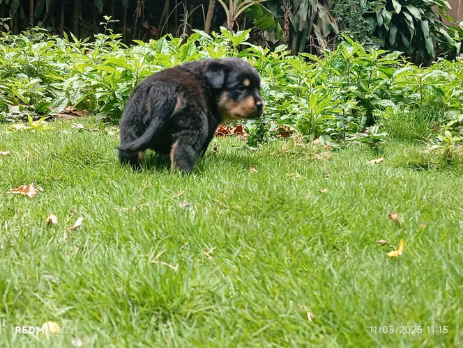 Cachorro Rottweiler 