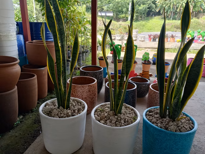 Fuentes ,plantas , decoraciónes para tu lugar favorito 