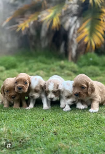 Hermosas Cachorras Cocker Spaniel Inglés - Listas el 3 de Octubre (45 días) Carazo,Nicaragua. - Imagen 5