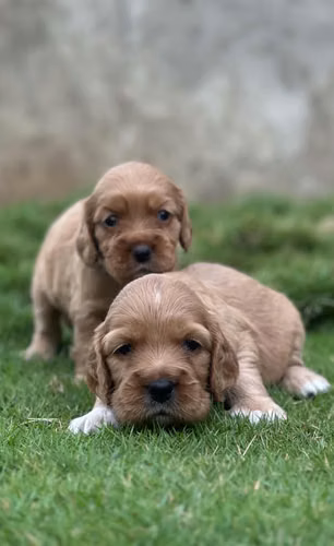 Hermosas Cachorras Cocker Spaniel Inglés - Listas el 3 de Octubre (45 días) Carazo,Nicaragua. - Imagen 2