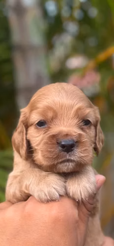 Hermosas Cachorras Cocker Spaniel Inglés - Listas el 3 de Octubre (45 días) Carazo,Nicaragua. - Imagen 8
