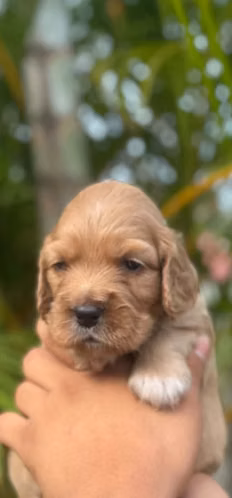 Hermosas Cachorras Cocker Spaniel Inglés - Listas el 3 de Octubre (45 días) Carazo,Nicaragua. - Imagen 4