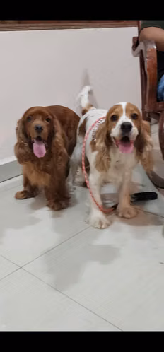 Hermosas Cachorras Cocker Spaniel Inglés - Listas el 3 de Octubre (45 días) Carazo,Nicaragua. - Imagen 9