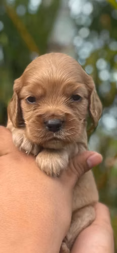 Hermosas Cachorras Cocker Spaniel Inglés - Listas el 3 de Octubre (45 días) Carazo,Nicaragua. - Imagen 7
