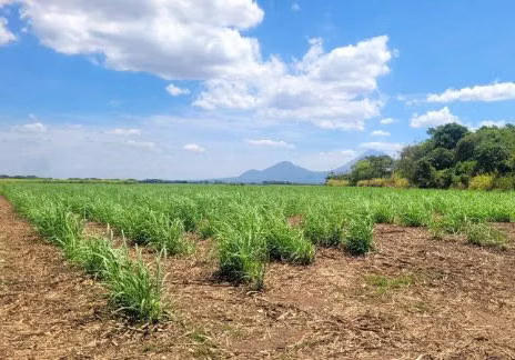 SE VENDE FINCA 65 Mz CON CULTIVO DE CAÑA, CHICHIGALPA CHINANDEGA - Imagen 4