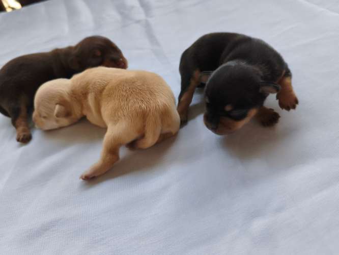 Chihuahuas 