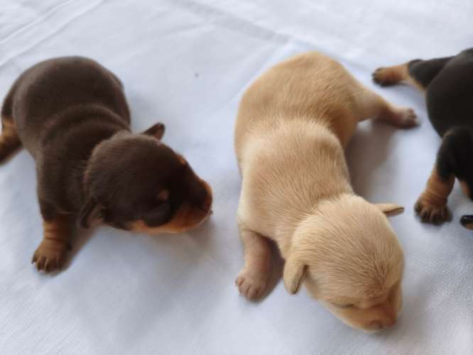 Chihuahuas 