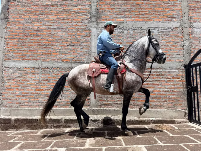 Caballo Ibero 5 años