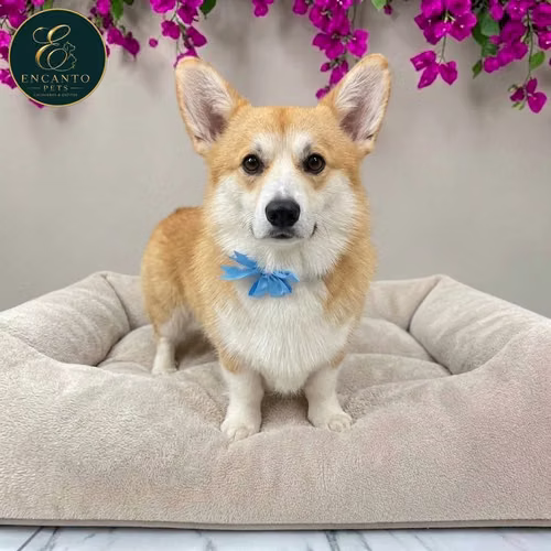 Cachorro CORGI DE PEMBROKE disponible - Imagen 5