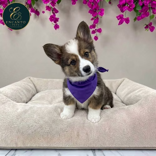 Cachorro CORGI DE PEMBROKE disponible